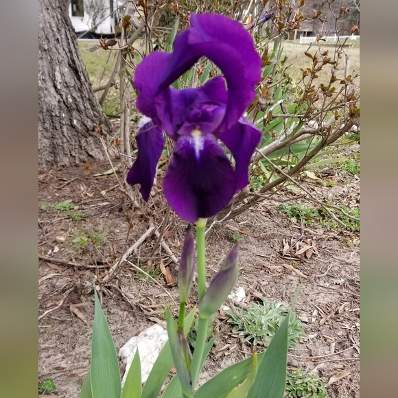5 for 15$ Bearded Iris Rhizomes - Purple - Picture 3 of 14